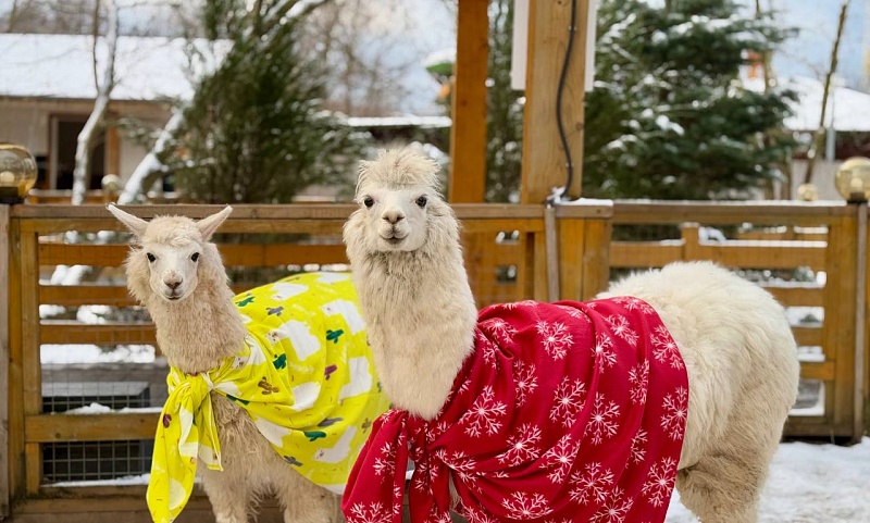 ПРОВЕДЕНИЕ ДНЯ РОЖДЕНИЯ